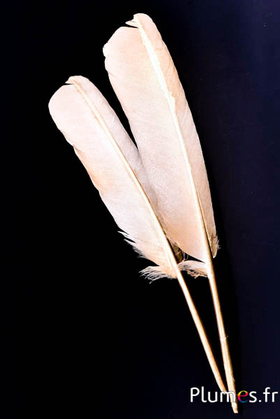 Schwan mit Goldschleier - 30-33 cm - weiss